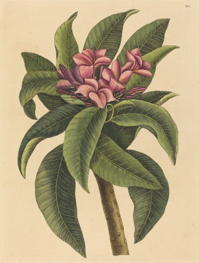 Rød Frangipanni Plumeria rubra, udgivet 1731-1743. af Mark Catesby