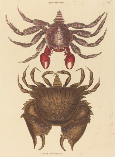 Rødbroget stenkrabbe Cancer grapsus, udgivet 1731-1743. af Mark Catesby