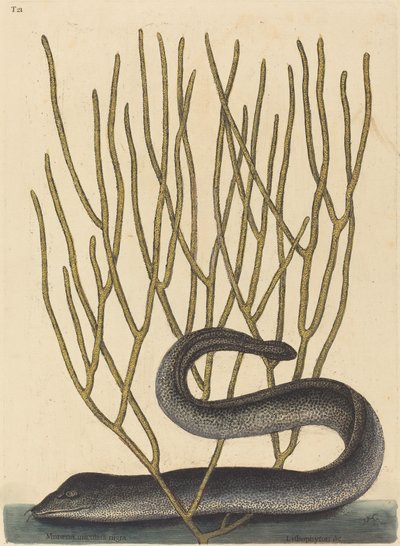 Den Sorte Muray af Mark Catesby
