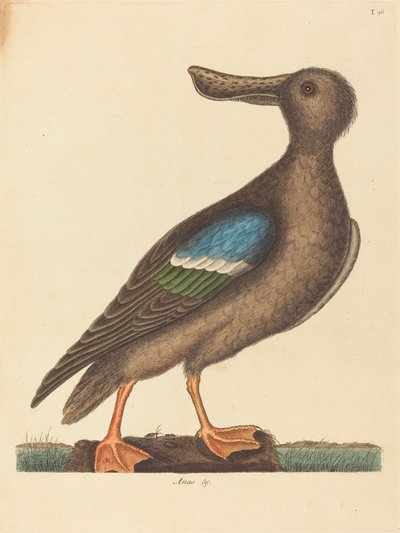 The Blue Winged Shoveler Anas clypeata foemina, udgivet 1754. af Mark Catesby