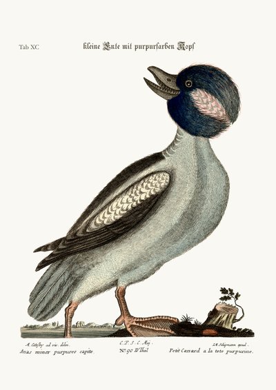 Buffelhovedanden, 1749-73 af Mark Catesby