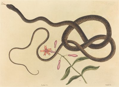 Coach-pisk Snake Coluber flagellum, udgivet 1731-1743. af Mark Catesby