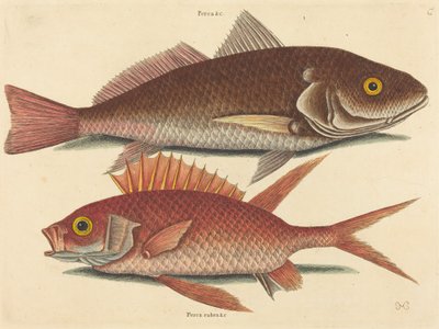 Krokeren Perca undulata, udgivet 1731-1743. af Mark Catesby