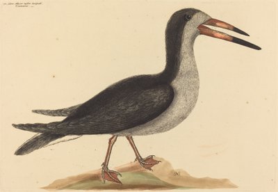 The Cutwater Rhynchops nigra, udgivet 1731-1743. af Mark Catesby