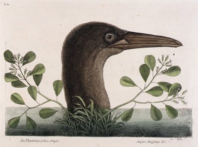 Den store suler (An Thymelaea foliis obtusis, Anseri Bassano  c.) af Mark Catesby