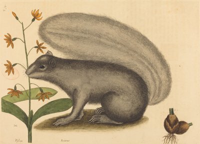 Det grå ræveegern (Sciurus cinereus) af Mark Catesby
