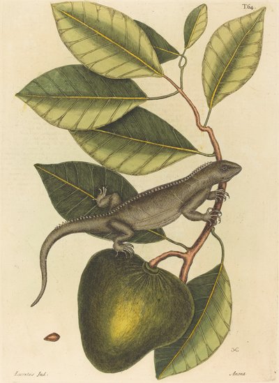 Guanaen (Iguana Lizard) af Mark Catesby