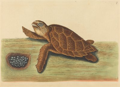 Hawks-bill Turtle Testudo caretta, udgivet 1731-1743. af Mark Catesby