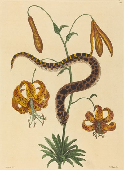 The Hog-nose Snake (Boa contortrix) af Mark Catesby