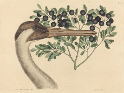 Hooping Crane Ardea Americana, udgivet 1731-1743. af Mark Catesby