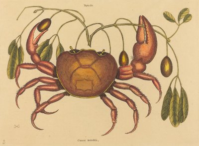 Landkrabben Cancer ruricola, udgivet 1731-1743. af Mark Catesby