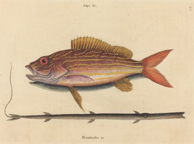 Lane-snapperen Sparus synagris, udgivet 1731-1743. af Mark Catesby