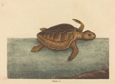 Logger-head Turtle Testudo Cavanna, udgivet 1731-1743. af Mark Catesby