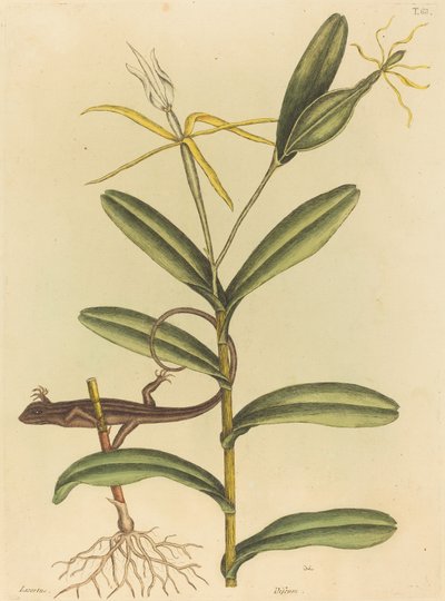 Lyon-øglen (Lacerta 6-lineata) af Mark Catesby