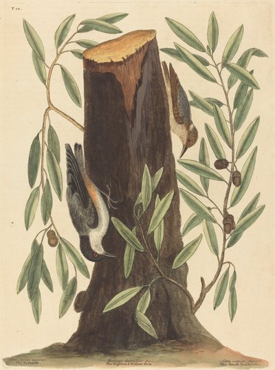 Nuthatch Sitta Europaea, udgivet 1754. af Mark Catesby