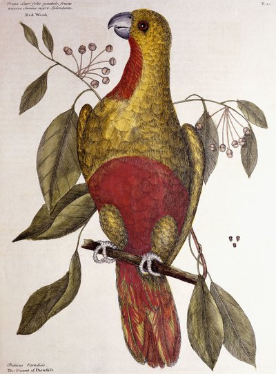 Paradisets papegøje, 1771 af Mark Catesby