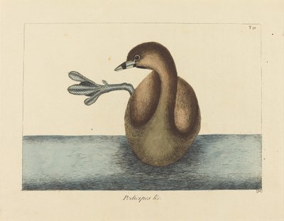The Pied-billed Dobchick (Colymbus podiceps) af Mark Catesby