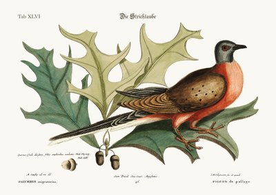 Passageduen, 1749-73 af Mark Catesby