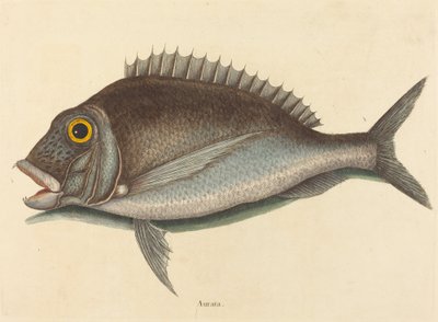 Porgy Sparus chrysops, udgivet 1754. af Mark Catesby