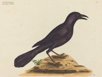 The Purple Jack Daw (Gracula Quiscula) af Mark Catesby