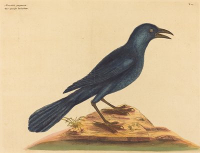 The Purple Jack Daw (Gracula Quiscula) af Mark Catesby