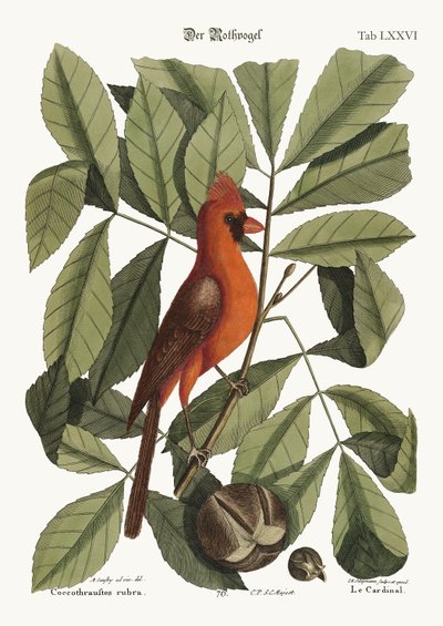 Den røde fugl, 1749-73 af Mark Catesby