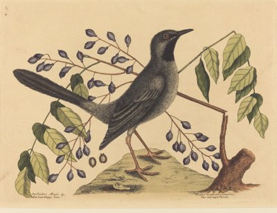 Rødbendrossel Turdus plumbeus, udgivet 1731-1743. af Mark Catesby