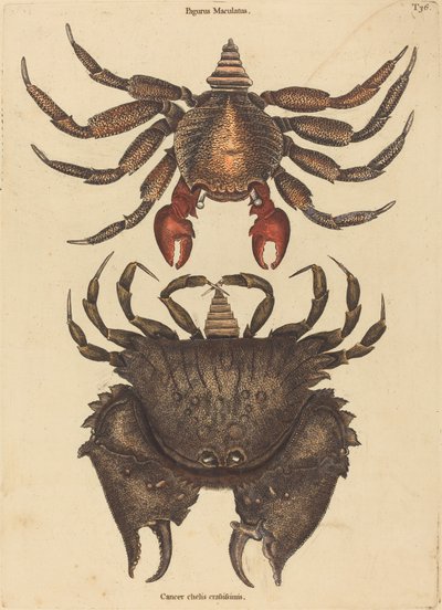 Den rødbrogede stenkrabbe (Cancer grapsus) af Mark Catesby