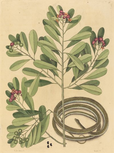 The Ribbon Snake Coluber saurita, udgivet 1731-1743. af Mark Catesby