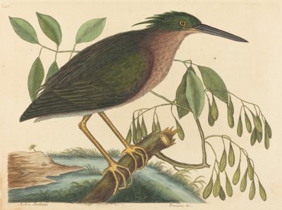 The Small Bittern Ardea virescens, udgivet 1754. af Mark Catesby