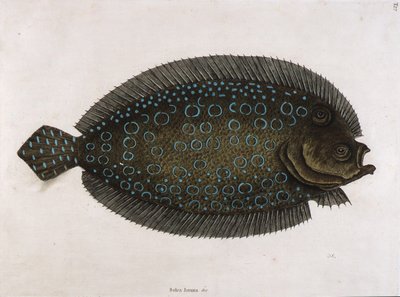 Solen (Solea lunata  c) af Mark Catesby