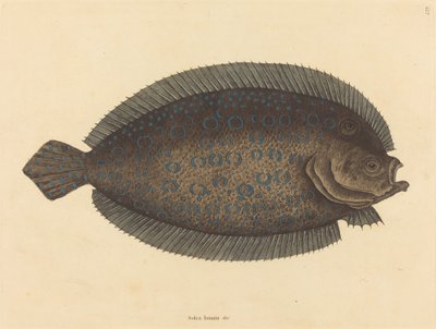 The Sole Pleuronectes lunatus, udgivet 1731-1743. af Mark Catesby