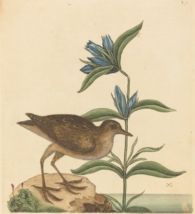 The Soree Rallus Virginianus, udgivet 1731-1743. af Mark Catesby