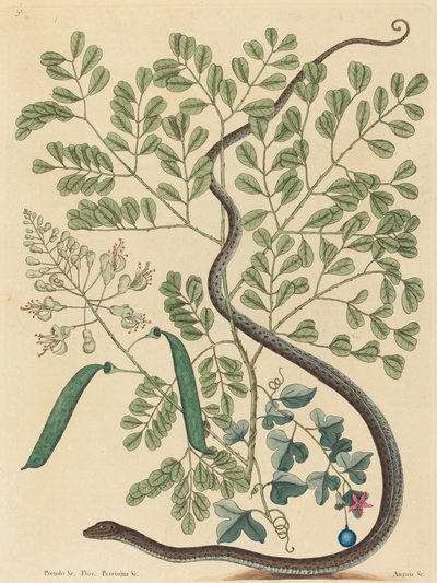The Spotted Ribbon Snake Coluber nebulosus, udgivet 1731-1743. af Mark Catesby