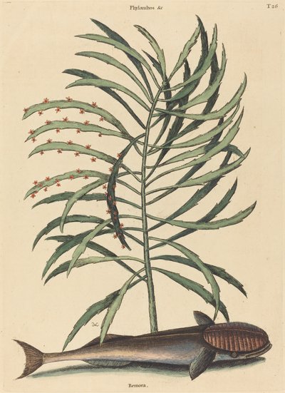 Den sugende fisk (Echeneis Naucratis) af Mark Catesby