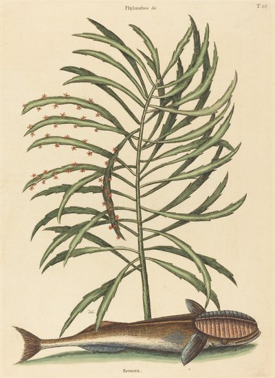 Den sugende fisk (Echeneis naucratis) af Mark Catesby