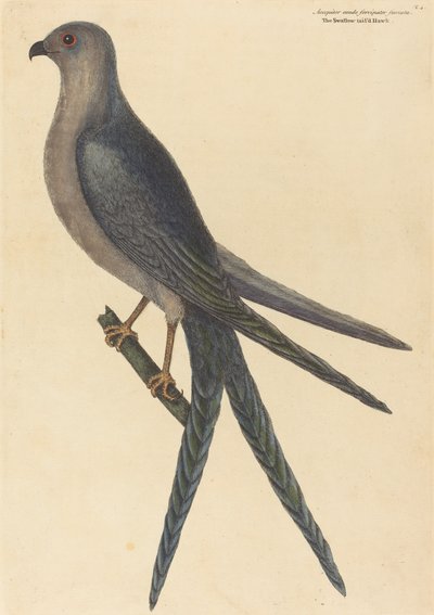 The Swallow Tail Hawk Falco furcatus, udgivet 1754. af Mark Catesby