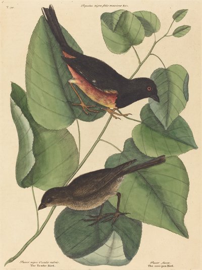 The Towhe Bird (Fringilla erythrophthalma) af Mark Catesby