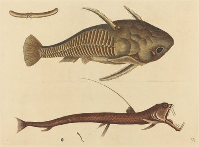 Hugormmunden (Silurus cataphractus) af Mark Catesby