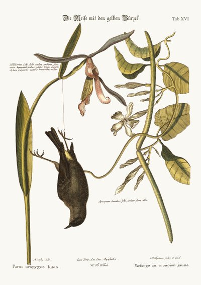 Den gule rumpe, 1749-73 af Mark Catesby