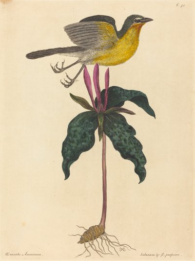 The Yellow-breasted Chat, udgivet 1754. af Mark Catesby