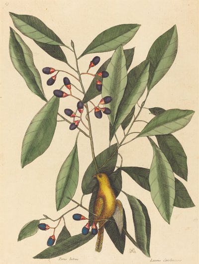 Den gule mejse (Motacilla trochilus) af Mark Catesby