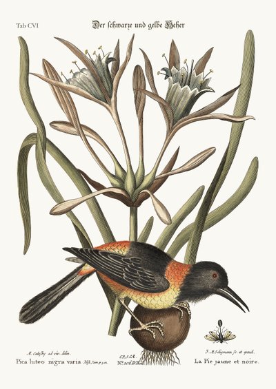 The Yellow and Black Pye, 1749-73 af Mark Catesby