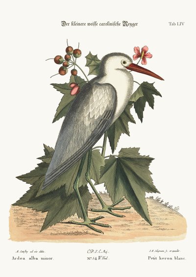Den lille hvide hejre, 1749-73 af Mark Catesby
