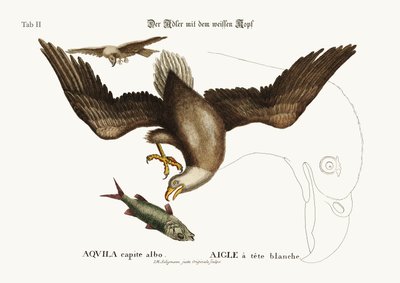 Den hvidhovedede ørn, 1749-73 af Mark Catesby