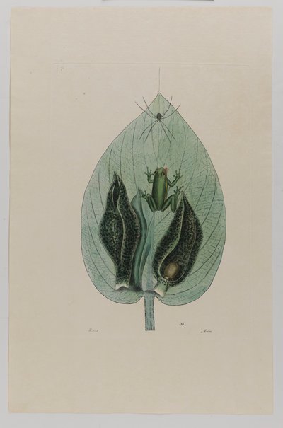 Træfrø af Mark Catesby