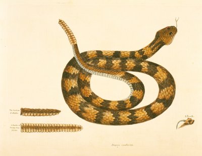 Viper Caudison Snake, Rattlesnake, plade 41, vol. 1, fra 