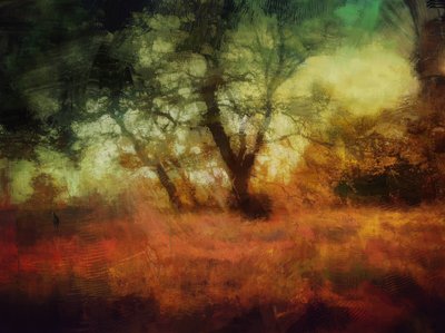 Skoven ved Calke Abbey af Mark Gordon