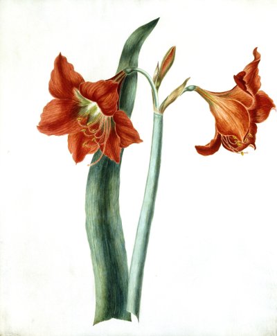 Amaryllis, ca. 1790 af Martha Tuthill