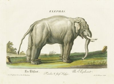 Asiatisk elefant i lænker af Martin Elias Ridinger